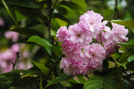 美丽盛开的樱花花在花园里