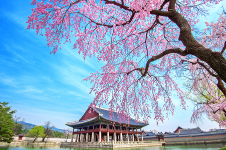 与樱花在春天，韩国景福宫