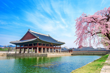 与樱花在春天，韩国景福宫