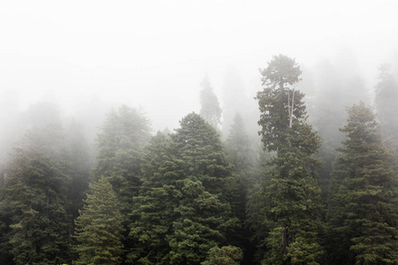 在加利福尼亚北部海岸发现的红杉国家公园是世界上最古老的红杉树的故乡。红杉可以活2000年, 达到上百英尺的高度