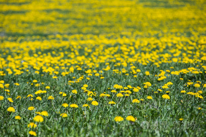 盛开的黄色蒲公英的春天领域.选择性和软性焦点