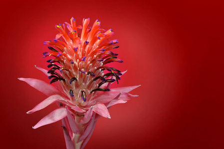 bromeliad 铁兰 Stricta 在红色背景下完全绽放的特写