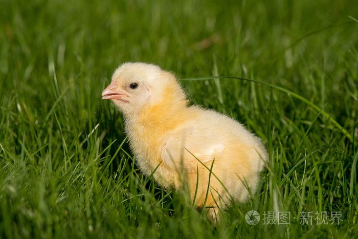 刚孵出的小鸡,在绿色的草地上