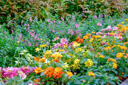 百日草五颜六色的观赏植物他们在庭院里