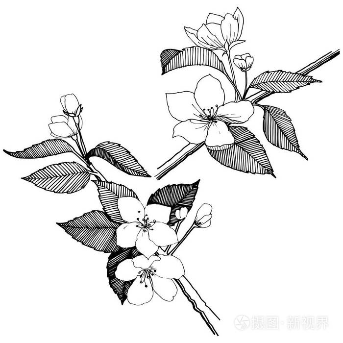 植物全名: 苹果花.背景,纹理,包装图案,框架或边框的矢量花
