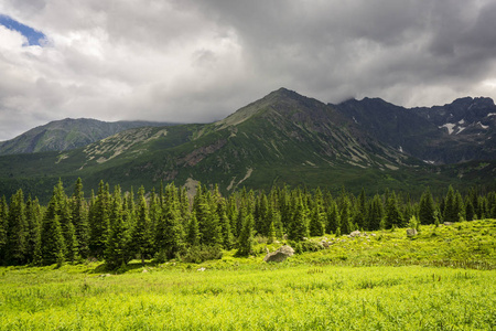 山上的森林在太阳的山峰的背景下。Tatra 山。波兰