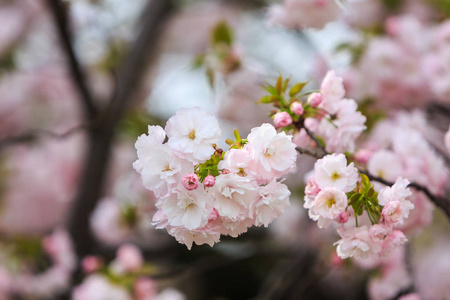 在日本的樱花，樱花季