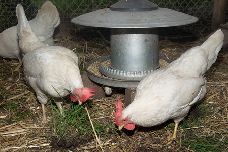 快乐的免费范围鸡在后院的饮水
