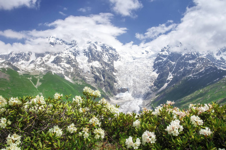 上斯瓦涅季亚自然景观的夏日, 蓝天和白花。Tetnuldi 和 Gistola, 冰川 Lardaad 和杜鹃在前景上的雪山山峰