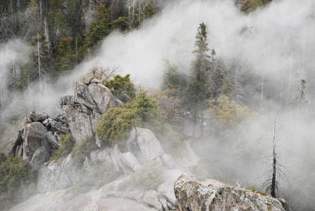 森林在云彩, 松树, 自然风景