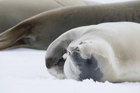 食蟹海豹在冰上