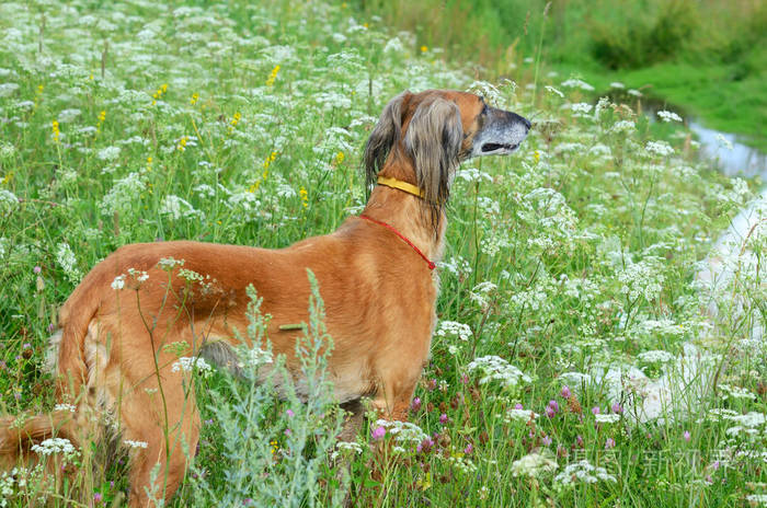 棕色波斯猎犬或哈萨克语解说灰狗塔子和白色俄罗斯猎狼犬站在野花草地