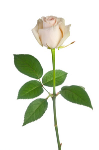 在白色背景上的美丽朵白玫瑰