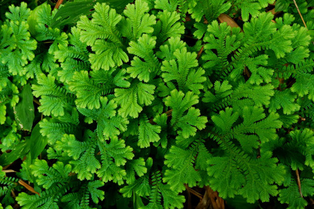 卷兖州蕨小蕨叶在雨林中生长的特写