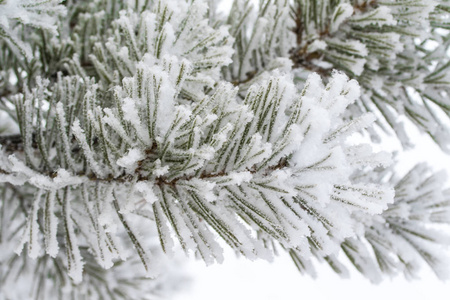 杉木树针上的积雪关闭了