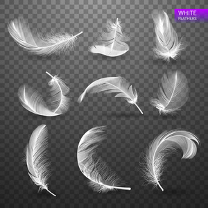 一套孤立的下降白色蓬松的旋转羽毛在透明的背景下, 现实主义风格。矢量插图
