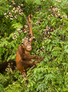 野生幼猩猩吃红色浆果在婆罗洲森林