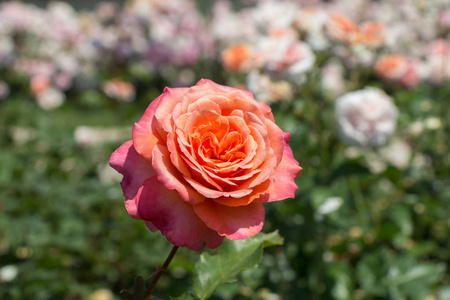 盛开的美丽五颜六色的玫瑰在花园自然背景