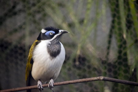 蓝色面孔 honeyeater 栖息在树枝上