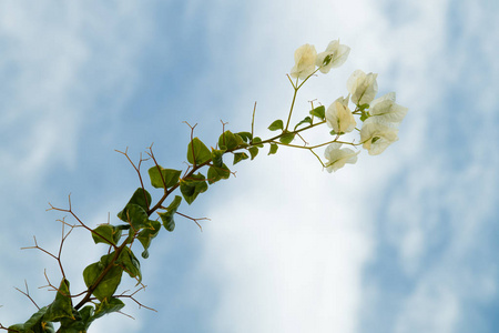 白色的花，蓝色的天空