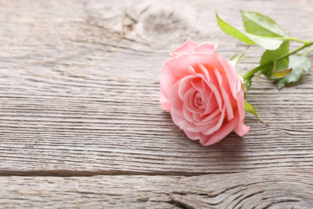 粉红色玫瑰花在灰色木桌上