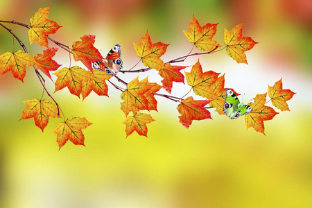 与明亮多彩树叶的秋季景观。印度夏季