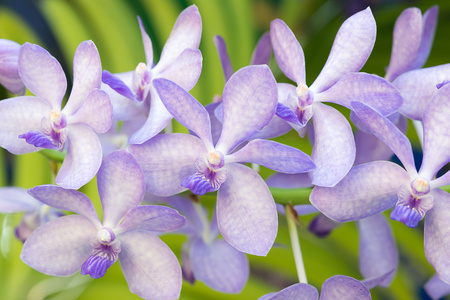 特写兰花花背景