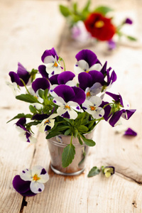 春天的花朵。紫色紫罗兰
