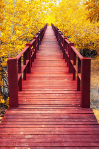 木桥秋天的森林中