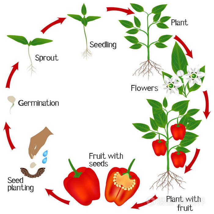 白色背景下红辣椒植株生长周期的研究
