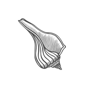 贝壳鹦鹉螺。海贝壳雕刻的矢量插图被隔离在白色背景上。涂鸦贝壳。海洋生物饰品