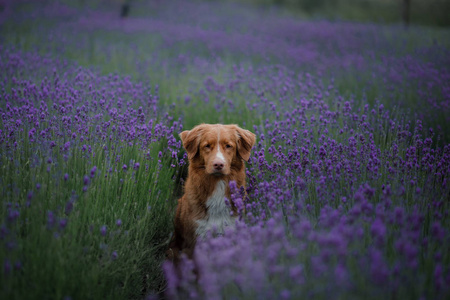 狗在薰衣草地里。红色宠物在自然。新斯科舍省鸭收费猎犬