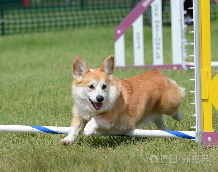 彭布罗克威尔士柯基犬图片在审判的狗敏捷性