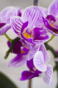 Orchidea 特写照片