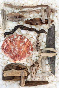 浮木扇贝和贝壳背景