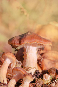 蘑菇蜜环菌生长在秋季森林。蜂蜜木耳菇