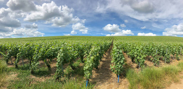 法国兰斯蒙塔涅的香槟葡萄园中的排藤葡萄