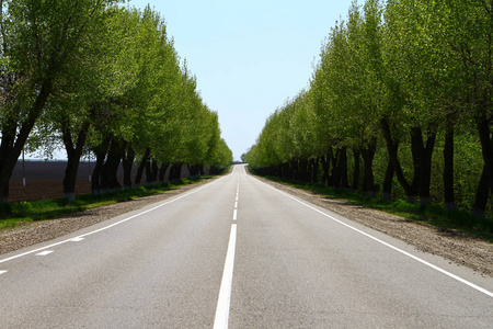 农村空沥青路, 道路两旁的树木, 夏日阳光明媚的一天