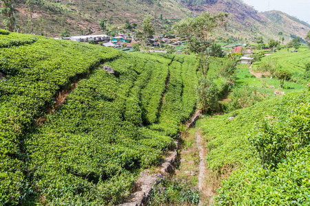 斯里兰卡哈普特莱附近山区的茶叶种植园