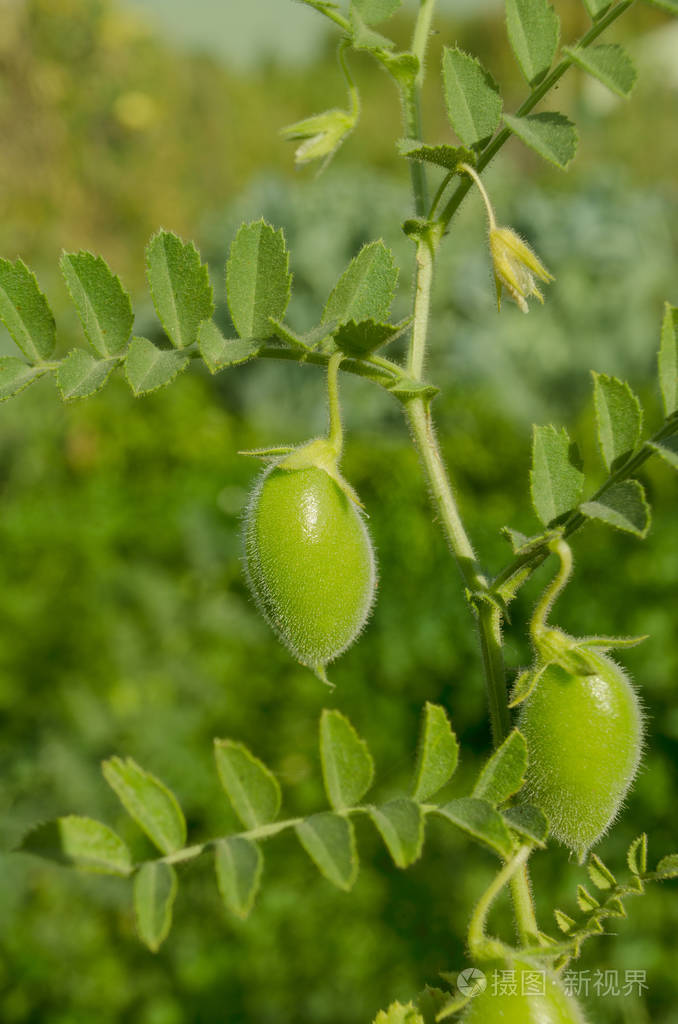 鹰嘴豆绿的植物.绿鹰嘴田.cicer arietinum 绿荚