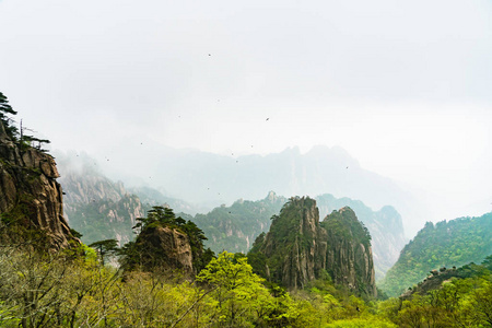 景观的与黑鸟的中国安徽省黄山 黄山