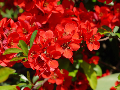 明亮, 赏心悦目的眼睛红花瓣有很多雄蕊。自然美景的多汁色彩