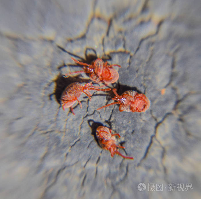 关闭宏红色天鹅绒螨或 trombidiidae