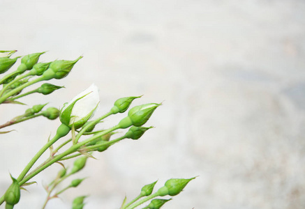 白色的小玫瑰花蕾图片