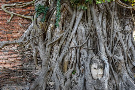 泰国大城府 Mahathat 寺树根上的佛像头