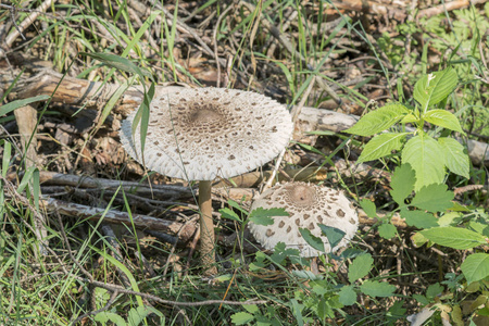 森林蘑菇梧桐菇