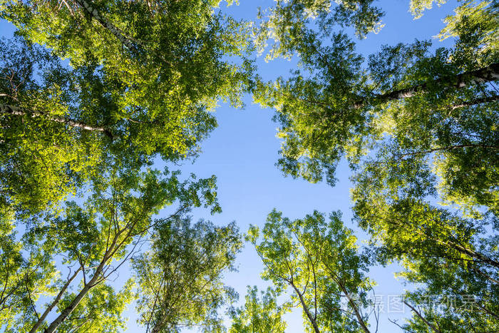 森林里有树和蓝天.底部视图.夏日自然