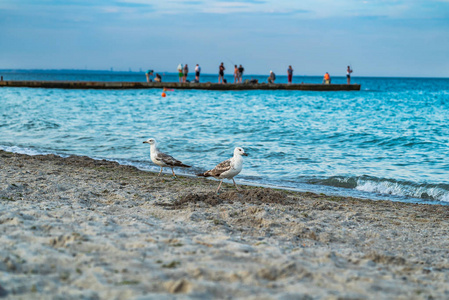 海鸥沙滩。渔民的背景