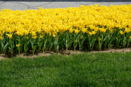黄色的郁金香在春天的时候颜色的性质