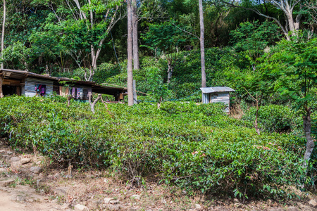 斯里兰卡艾拉附近的茶叶种植园
